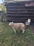 jong ram, Dieren en Toebehoren, Mannelijk, Schaap