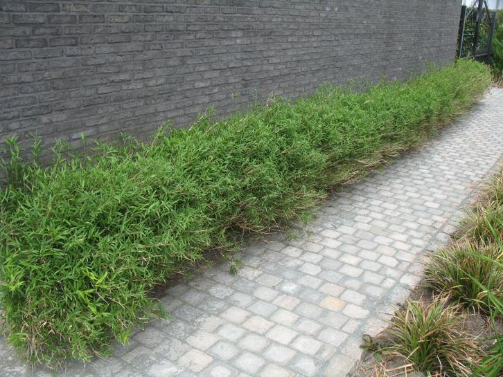 Bamboe Pleioblastus Pygmaeus var. distichus ,wintergroen, Tuin en Terras, Planten | Tuinplanten, Ophalen of Verzenden