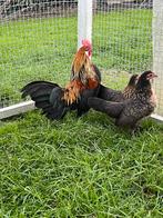 Koppel Hollandse krieltjes ( klein kippenras), Dieren en Toebehoren, Pluimvee