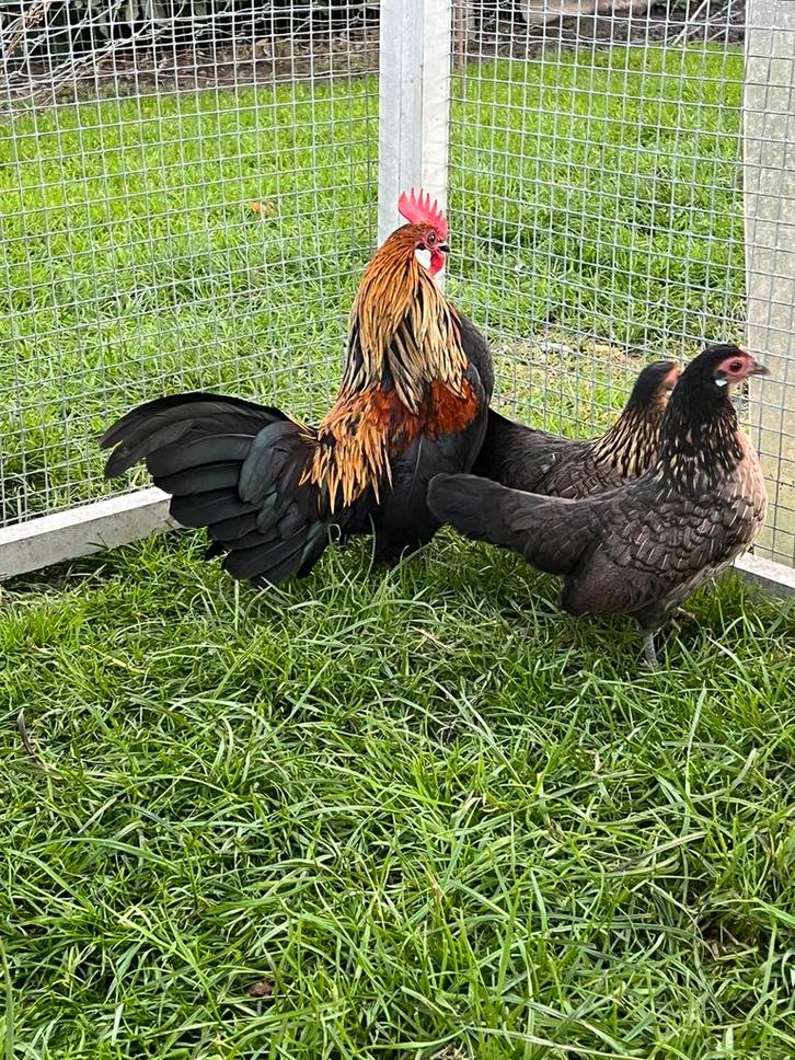 Koppel Hollandse krieltjes ( klein kippenras), Dieren en Toebehoren, Pluimvee