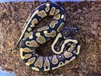 Yb fusion 100% het pied ball python, Slang, Tam, 0 tot 2 jaar