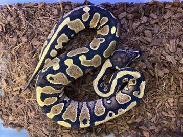 YB Fusion 100 % le python, Animaux & Accessoires, Reptiles & Amphibiens, Serpent, Domestique, 0 à 2 ans