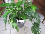 kamerplant ( lepelplant ), Huis en Inrichting, Kamerplanten, Ophalen, Overige soorten, Halfschaduw, In pot