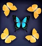 Kaléidoscope de 5 papillons Phoebis Argante & Lorquinianius, Insecte, Animal empaillé, Enlèvement ou Envoi, Neuf
