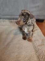 Mooie Teckel Puppy’s, Parvo, België, Standaard, 8 tot 15 weken