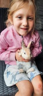 3 schattige baby konijntjes, Dieren en Toebehoren, Konijnen