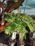 Albizia julibrissin, En pot, Plein soleil, Enlèvement, Été