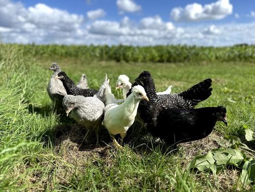 Jonge schijndelaar kippen gesekst en ingeënt diverse kleuren, Dieren en Toebehoren, Pluimvee, Kip, Vrouwelijk