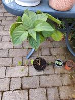 Clerodendrumstek, Tuin en Terras, Ophalen