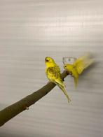 Blackface grasparkieten, Dieren en Toebehoren, Geslacht onbekend, Parkiet, Geringd