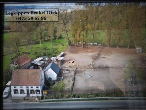 Legkippen Brakel, Dieren en Toebehoren, Pluimvee | Toebehoren, Zo goed als nieuw, Ophalen