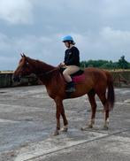 Honger van 8 jaar, Dieren en Toebehoren, Paarden, Ruin, Recreatiepaard, Gechipt, 7 tot 10 jaar