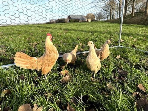 Sebright kippen gesekst, geringd en ingeënt Geelwitgezoomd, Dieren en Toebehoren, Pluimvee, Kip, Vrouwelijk