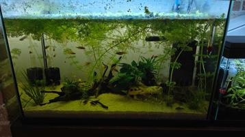 60l aquarium incl visbestand en filterpomp beschikbaar voor biedingen