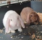 Minilopjes rammetjes, Dieren en Toebehoren, Konijnen, Mannelijk, Klein, Hangoor, 0 tot 2 jaar