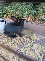 Twee lieve jonge Vlaamse Reuzen – 8 weken oud!, Dieren en Toebehoren, Konijnen, Groot