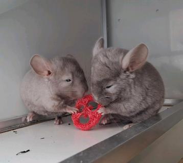 Beige/brown ebony chinchilla baby bokje (evt. met wit bokje) beschikbaar voor biedingen