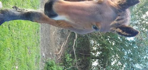 Ardenner trekpaard hengst veulen, Animaux & Accessoires, Chevaux, Étalon, Ne s'applique pas, 160 à 165 cm, 0 à 2 ans, Cheval d'attelage