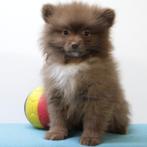 Kleine Kees reutjes - Belgische pups te koop, België, CDV (hondenziekte), 8 tot 15 weken, Meerdere