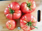 Moneymaker tomaat - 5 zaden, Verzenden, Voorjaar, Zaad