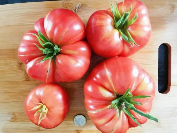 Tomate Moneymaker - 5 graines, Jardin & Terrasse, Bulbes & Semences, Graine, Printemps, Envoi