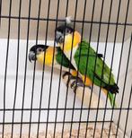 Koppel zwartkop caiques, Dieren en Toebehoren, Vogels | Parkieten en Papegaaien, Geringd