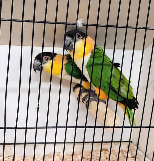 Koppel zwartkop caiques, Dieren en Toebehoren, Vogels | Parkieten en Papegaaien, Geringd