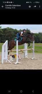 Springleerpaard gezocht, Dieren en Toebehoren, Ophalen