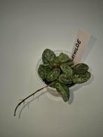 Hoya Mathilde, Huis en Inrichting, Ophalen of Verzenden