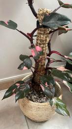 Philodendron Pink Princess, Huis en Inrichting, Kamerplanten, Ophalen, Overige soorten, 100 tot 150 cm