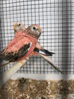 Bourkes, Animaux & Accessoires, Oiseaux | Perruches & Perroquets, Bagué