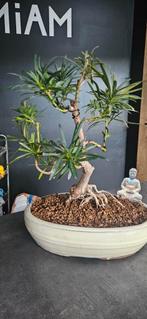 Bonsaï podocarpus, Enlèvement