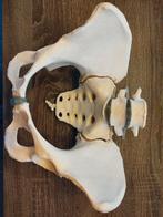 Vrouwelijk bekkenmodel (met babypop), Ophalen, Zo goed als nieuw