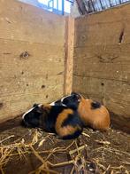 Cavia’s te koop, Dieren en Toebehoren, Knaagdieren, Cavia, Mannelijk, Juli, Tam