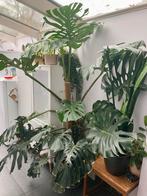 Grote Monstera, Huis en Inrichting, Kamerplanten, Ophalen, 200 cm of meer, Overige soorten, Volle zon