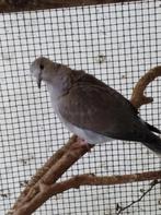 Lachduifjes, Dieren en Toebehoren, Geslacht onbekend