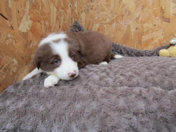 Border collie puppy's 8 weken oud. beschikbaar voor biedingen