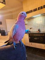 Roze kaketoe, Femelle, Perroquet, Domestique