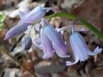Boshyacint (Hyacinthoides non-scripta) Roze, Ophalen