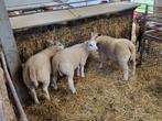 Mannelijke schapen, Mannelijk, Schaap