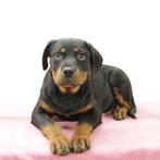 Rottweiler pups te koop, Dieren en Toebehoren, Honden | Bulldogs, Pinschers en Molossers, 15 weken tot 1 jaar, Handelaar, Buitenland