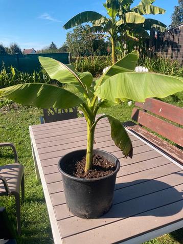 Bananier du Japon . Musa Basjoo. 40 cm. Avec pot. disponible aux enchères