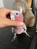 Handtamme rose kaketoe, Dieren en Toebehoren, Papegaai, Pratend