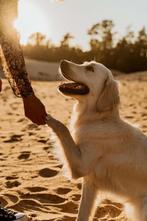 Golden Retriever pups, Golden retriever, Particulier, Parvovirose, 8 à 15 semaines