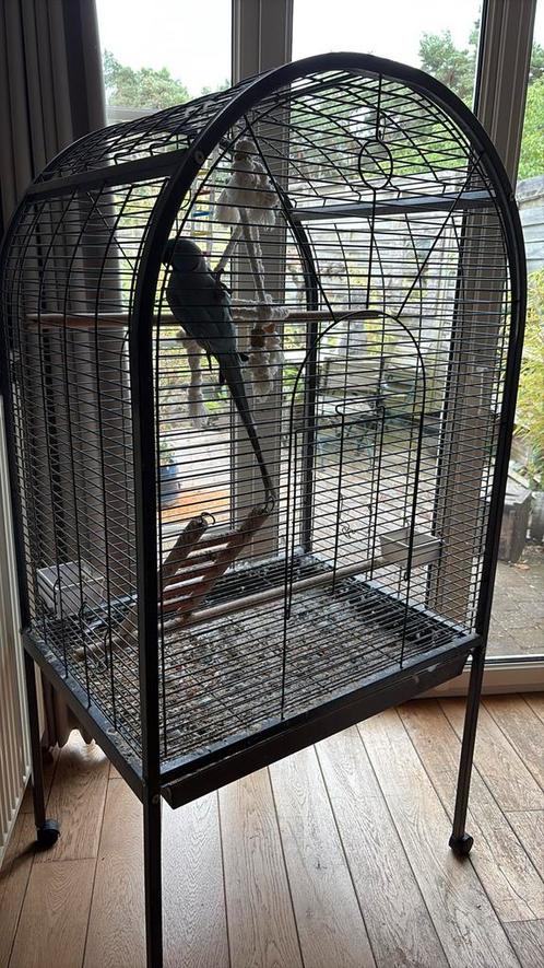 Blauwe mannelijke halsband parkiet, Dieren en Toebehoren, Vogels | Hokken en Kooien, Zo goed als nieuw, Ophalen