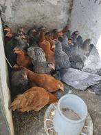 Poules pondeuses Brakel