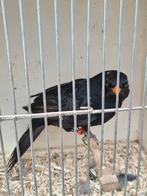 Mâle de merle mutations 2025( bague 2024), Mâle, Bagué