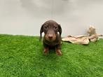 Dwergteckel pups, Dieren en Toebehoren, België, 8 tot 15 weken, Korthaar, CDV (hondenziekte)