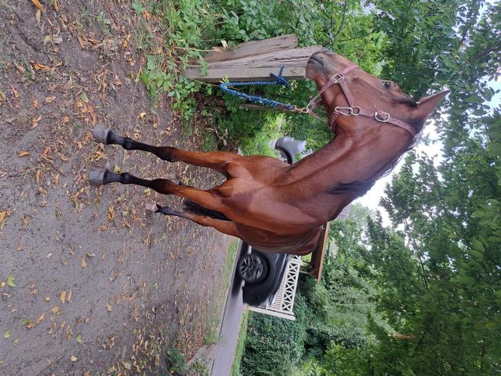 Hippotherapie, Dieren en Toebehoren, Paarden