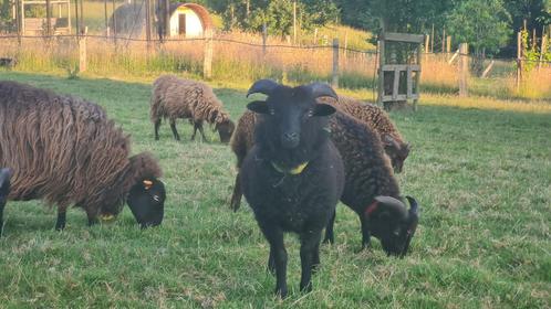 Ouessant lamram of ram (met afstammingspapieren/stamboek), Dieren en Toebehoren, Schapen, Geiten en Varkens, Schaap, Mannelijk